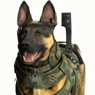 Call of Duty Dog meme card, rare rarity