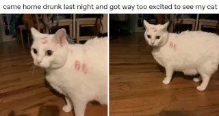 Came Home Drunk and Got Way Too Excited to See My Cat meme card, common rarity