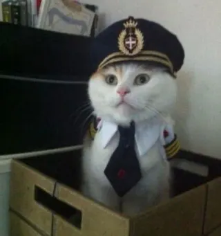 Captain Kitteh meme card, common rarity