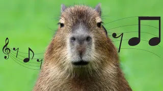 Capybara Song / Капибара meme card, common rarity