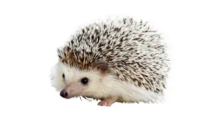 Carte meme Carl the Hedgehog, rareté rare