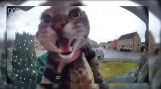 Cat At Doorbell meme card, common rarity