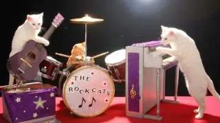Cat Band meme card, common rarity