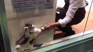 Cat Being Dragged From Window meme card, common rarity