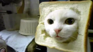 Cat Breading meme card, epic rarity