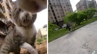 Cat Chase POV meme card, common rarity