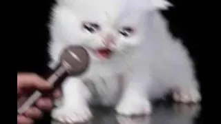 Cat Crying Into Microphone meme card, common rarity