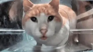 Cat Eating Then Looking Up meme card, common rarity