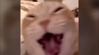 Carte meme Cat Laughing, rareté commune