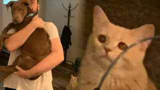 Cat Looking at Man Holding Dog meme card, common rarity