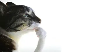 Cat Thinking meme card, common rarity