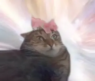 Cat Transcendence meme card, rare rarity