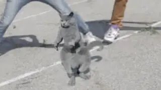 Carte meme Cat Whips It / Nae Nae Cat, rareté commune