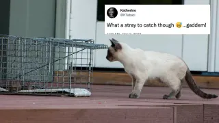 Catching Strays (Slang) meme card, common rarity