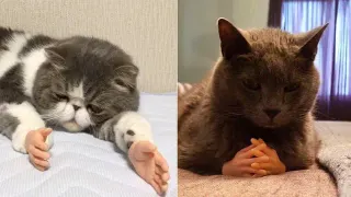 Cats with Prosthetic Hands meme card, common rarity