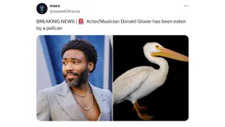 Carte meme Celebrities Eaten by a Pelican, rareté commune