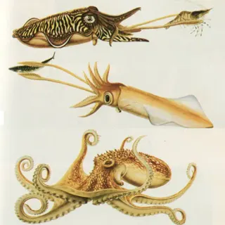 Carte meme Cephalopods, rareté commune