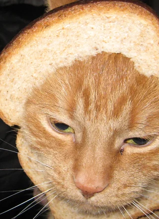 Cat Breading meme card, common rarity