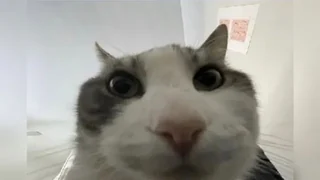 Cat Looks Inside meme card, rare rarity