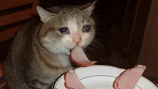 Cats Can Have a Little Salami meme card, common rarity