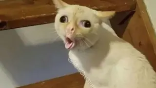 Coughing Cat meme card, common rarity