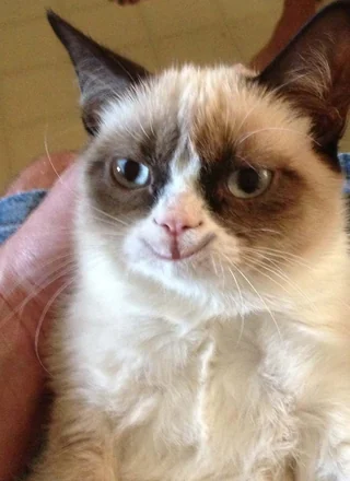 Grumpy Cat meme card, mythic rarity