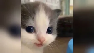 Hehe Cat meme card, rare rarity