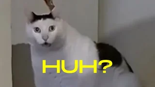 Huh? Cat meme card, rare rarity
