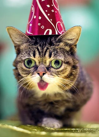 Lil Bub meme card, rare rarity