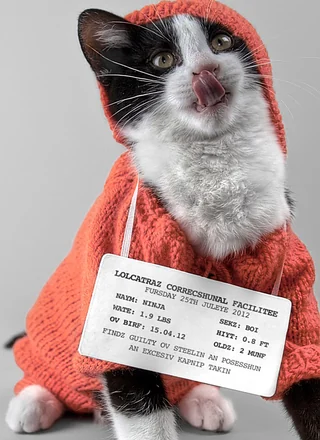 LOLcats meme card, common rarity