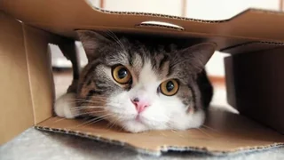 Maru meme card, rare rarity