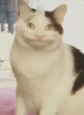 Polite Cat meme card, epic rarity