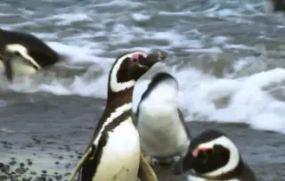 Cheating Penguin Video meme card, common rarity