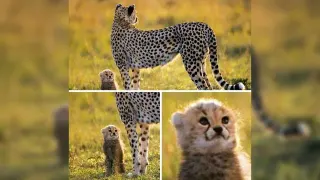 Cheetah and Cub meme card, common rarity