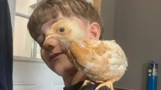 Chicken Boy meme card, common rarity