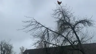 Carte meme Chicken Screaming On Tree, rareté commune
