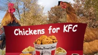 Chickens For KFC meme card, common rarity