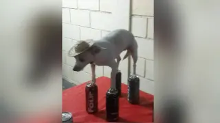 Chihuahua in Hat Balancing on Four Loko Cans meme card, common rarity