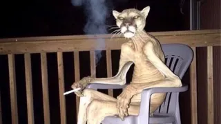 Cigar Cougar / Cursed Panther Smoking meme card, common rarity