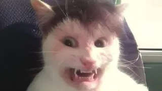 Carte meme Clutterfunk Cat, rareté commune