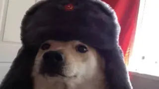 Comrade Doggo meme card, rare rarity