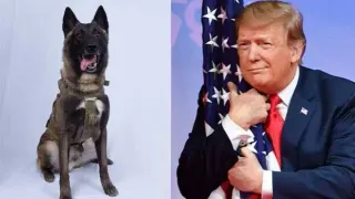 Conan the al-Baghdadi Raid Dog meme card, common rarity
