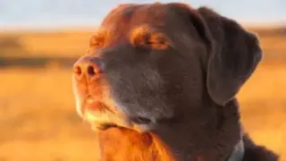 Cooked Dog / Dog Closing His Eyes meme card, rare rarity