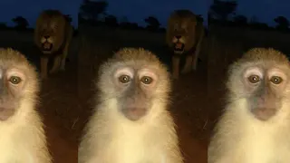 #Cooked Monkey With Lion Behind It meme card, common rarity