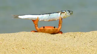 Carte meme Crab Holding Up a Fish, rareté commune
