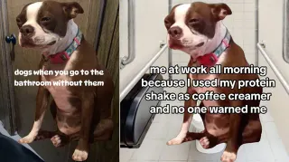 Crying Boston Terrier meme card, common rarity
