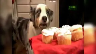 Cupcake Dog meme card, rare rarity
