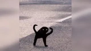 Carte meme Cursed Cat, rareté épique