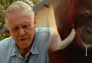 David Attenborough Watching an Orangutan Hammer meme card, common rarity