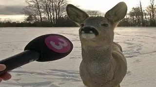 Deer Being Interviewed / Canadian Deer meme card, common rarity